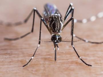 aedes aegypti the yellow fever mosquito responsible for spreading the zika virus
